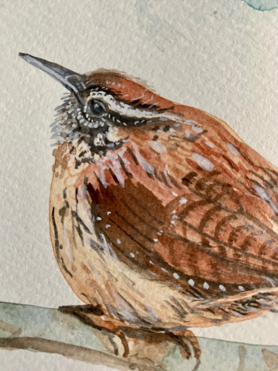 Wren bird (original watercolour painting) 
