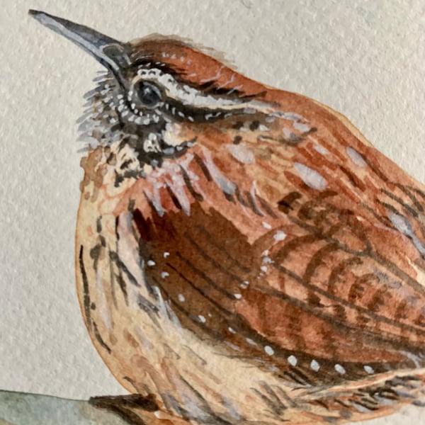 Wren bird (original watercolour painting) 