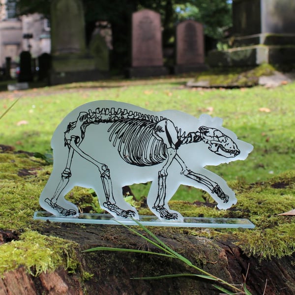 Bear Skeleton Glass Sculpture with X-Ray Print