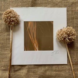 Wild Grass Lumen Print Mount