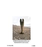 Croc; greetings card, blank inside, printed on card and photographic paper - Image 2