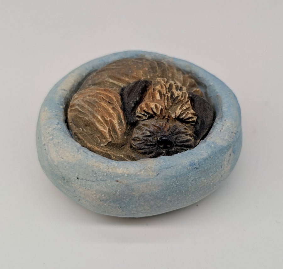 Yorkshire Pudding Border Terrier - 11