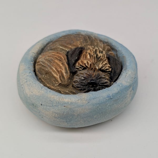 Yorkshire Pudding Border Terrier - 11