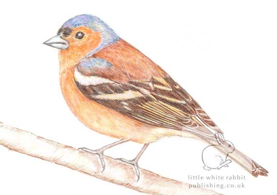 Chaffinch - Blank Card