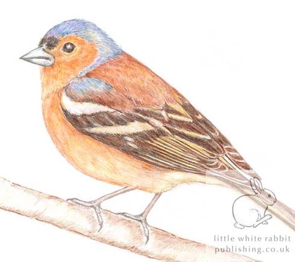 Chaffinch - Blank Card