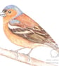 Chaffinch - Blank Card - Image 1