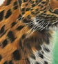 Original Amur Leopard Colour Pencil Drawing – A3 Wildlife Art - Image 3
