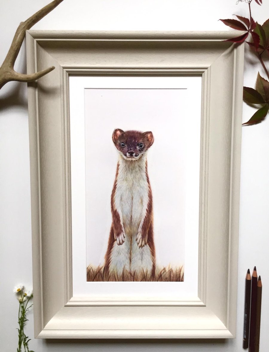 "The Stoat" Painted Wooden Framed Original Coloured pencil Drawing