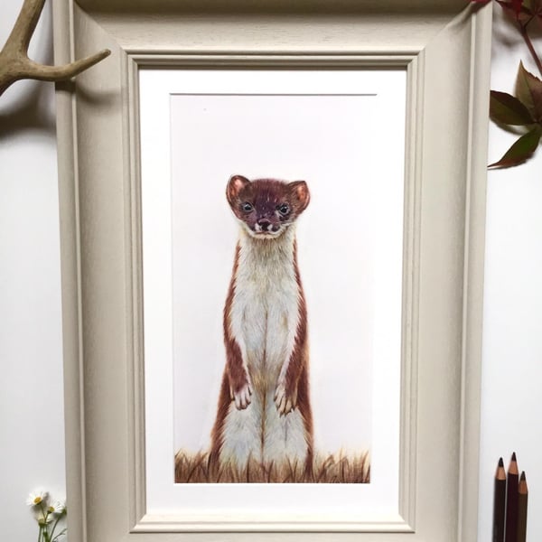 "The Stoat" Painted Wooden Framed Original Coloured pencil Drawing
