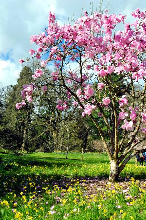 Magnolia Tree Batsford Arboretum Cotswolds UK 12"x18" Print