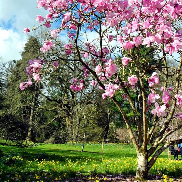 Magnolia Tree Batsford Arboretum Cotswolds UK 12"x18" Print