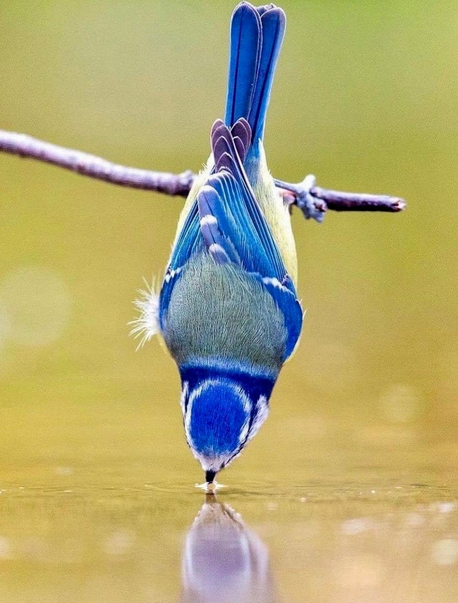 Blue Tit Having a Drink - Photographic Print Greetings Card