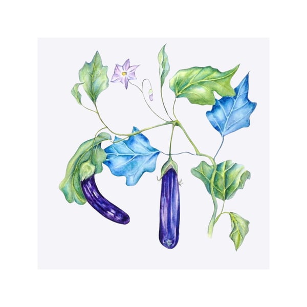 Framed Eggplant Botanical Original Watercolour Painting