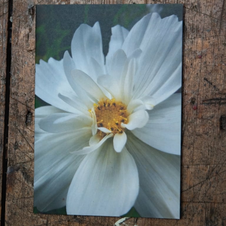 White Cosmos Flower, A6 Greetings Card Nature Photography