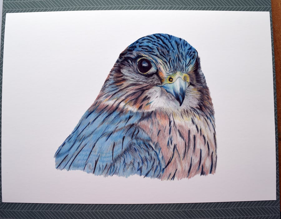 Merlin A4 Giclee Print of Original Coloured Pencil Drawing Bird Art