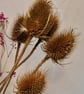 Dried teasels heads