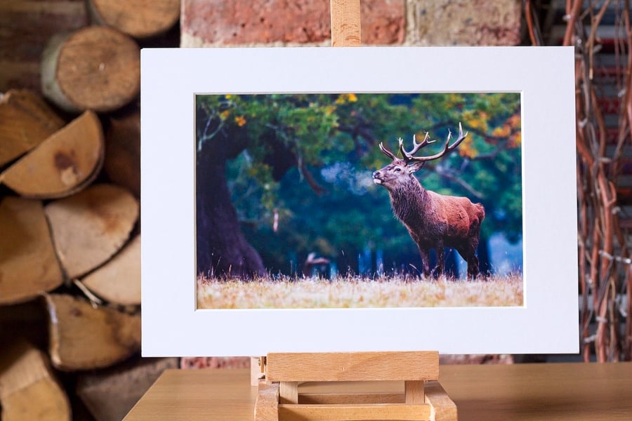 Red deer stag, Windsor, photographic print