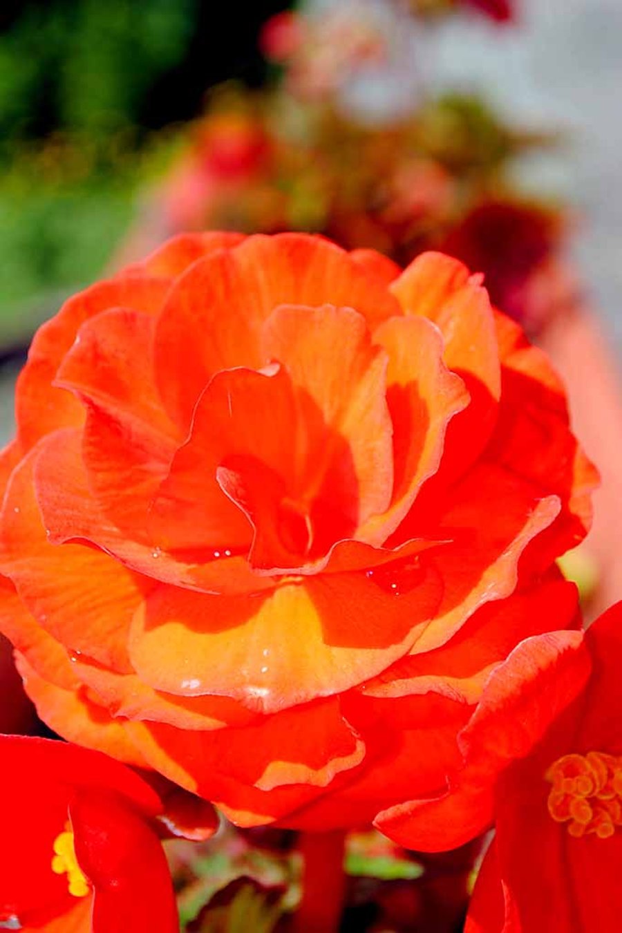 Orange Rose Summer Flower Perennial Flowering Plant Photograph Print