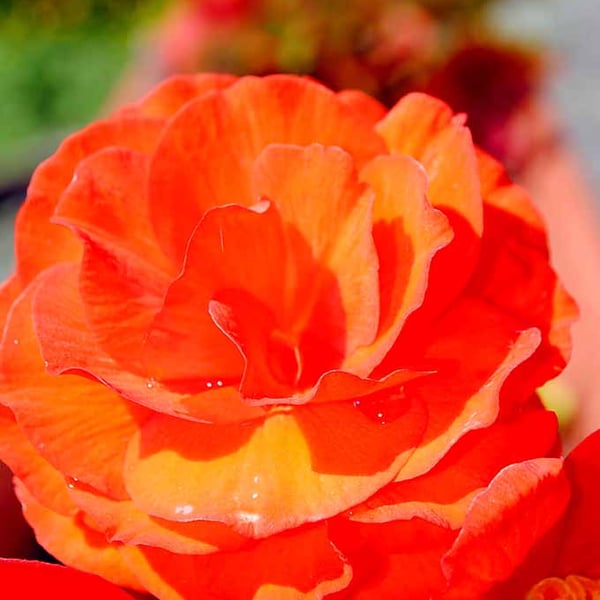 Orange Rose Summer Flower Perennial Flowering Plant Photograph Print
