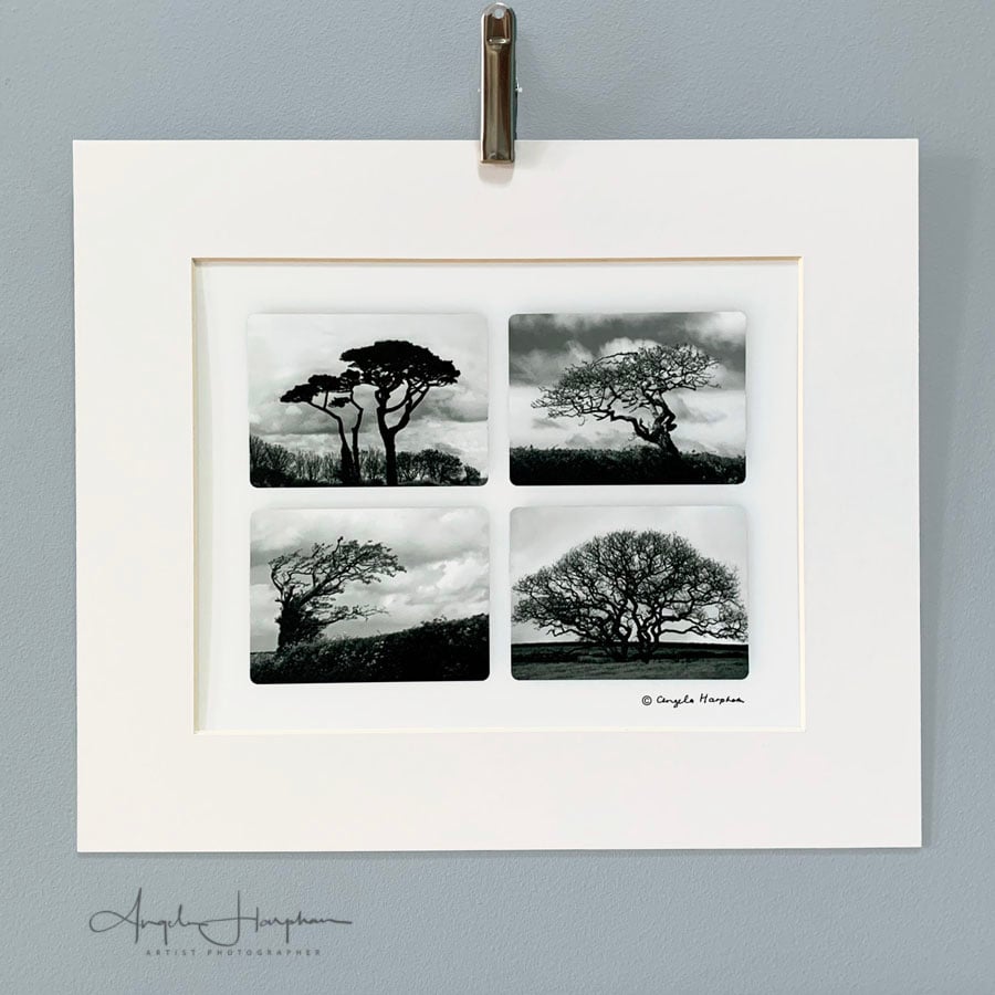 Monochrome Art Photograph - Wind Sculpted Trees
