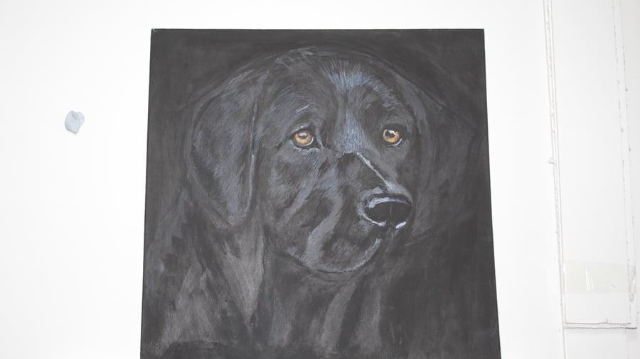 black lab