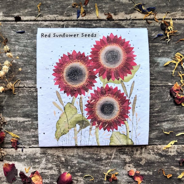 Pack of Red Sunflower Seeds, Illustrated nature inspired gift