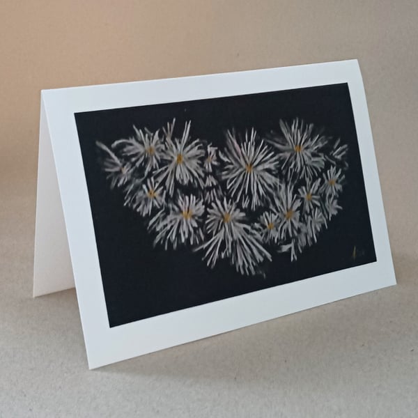 Chrysanthemums on Black white autumn flower card, giclee print, framed art