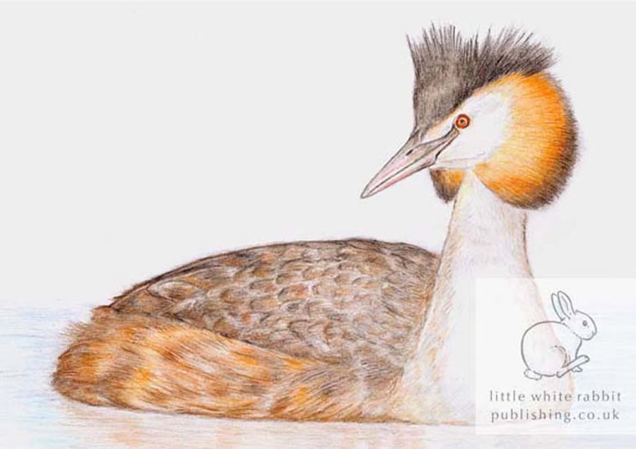 Great Crested Grebe - Blank Card
