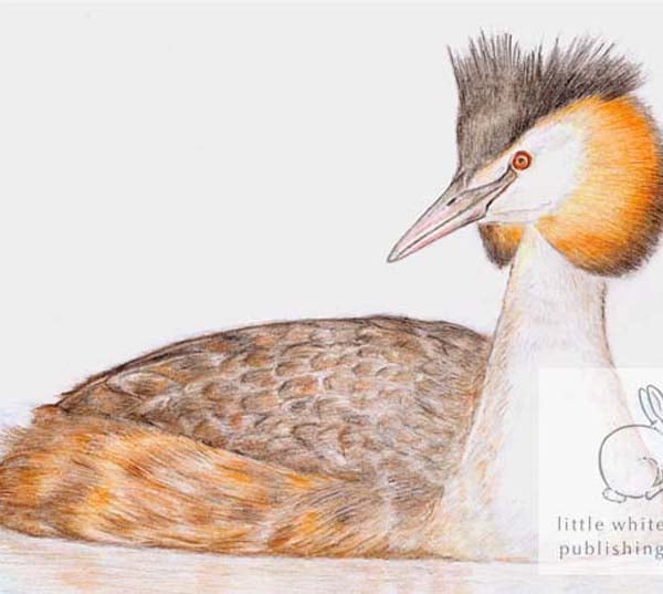Great Crested Grebe - Blank Card