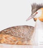 Great Crested Grebe - Blank Card - Image 1