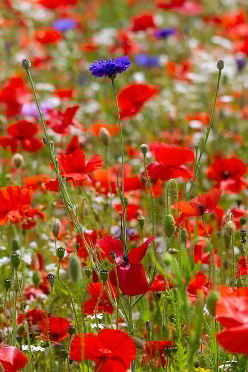 Cornflower amongst a field of Poppies print