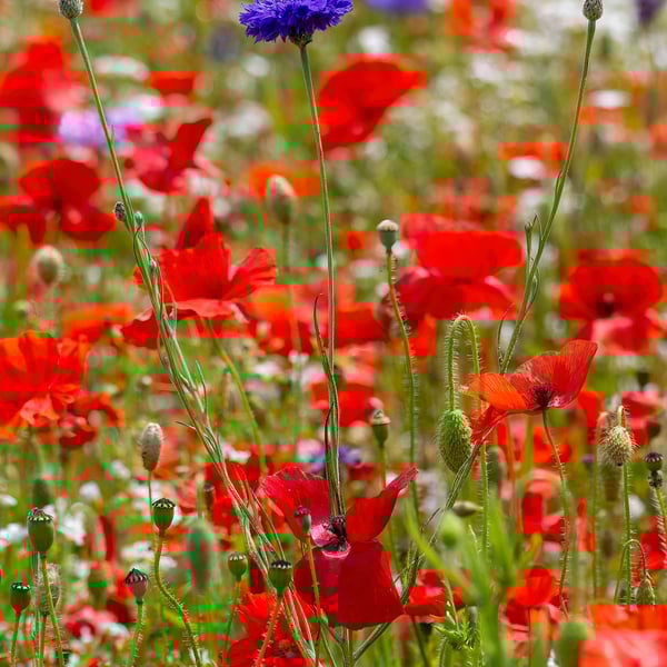 Cornflower amongst a field of Poppies print