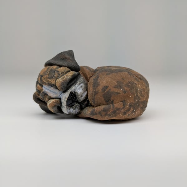 Mini Curled Boxer - Brindle