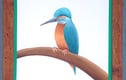 Birds Collection