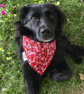 Cotton dog bandana red hearts print size M