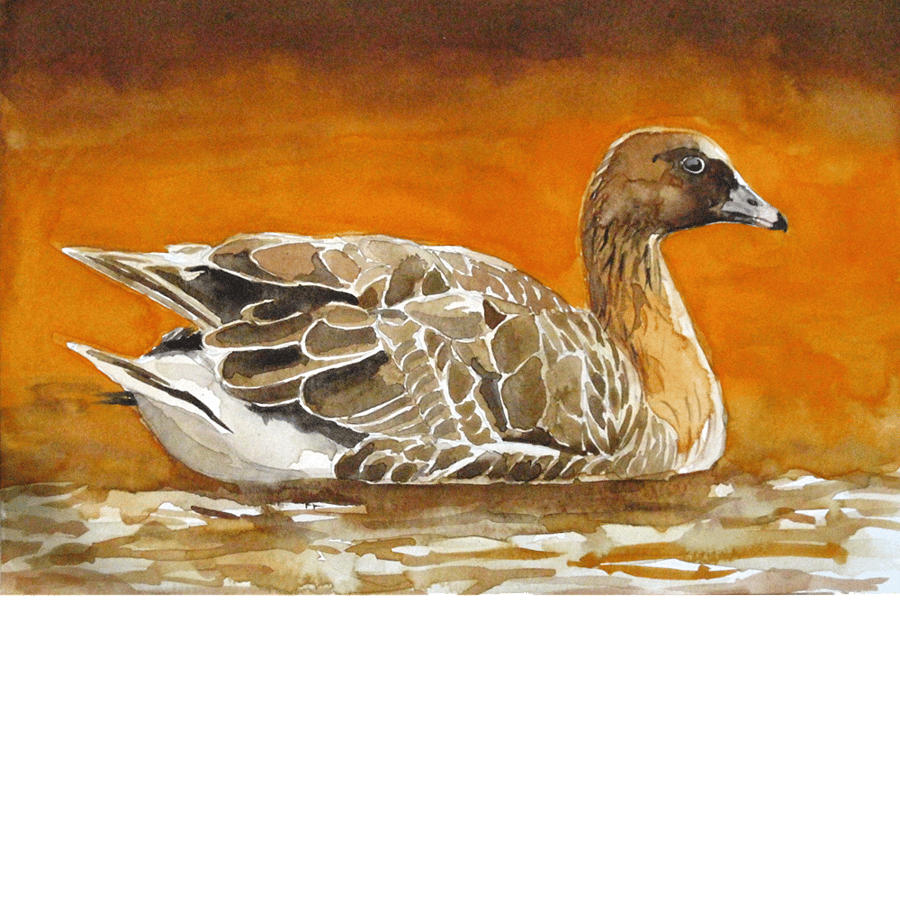 Pink footed goose. Original watercolour.