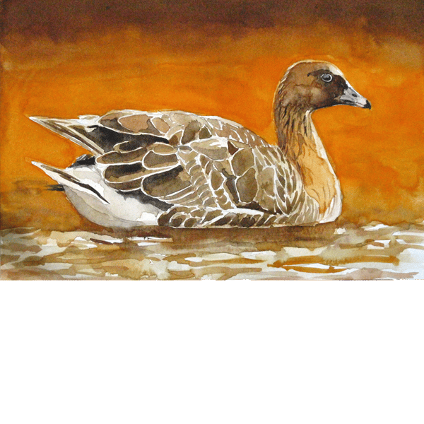 Pink footed goose. Original watercolour.