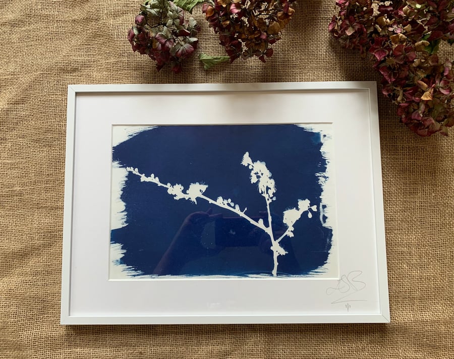 Spring Blossom Cyanotype Framed Print