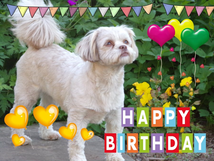 Cute Dog Happy Birthday Card A5