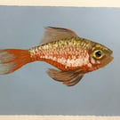 GOLDFISH painting in Gouache, A5