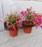 Window Plant Pot Display Rail...........Wrought Iron (Forged Steel) Hand Crafted
