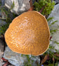 Handmade Stoneware Organic Textured Bowl. Amber Glazed Ceramic Centrepiece. On