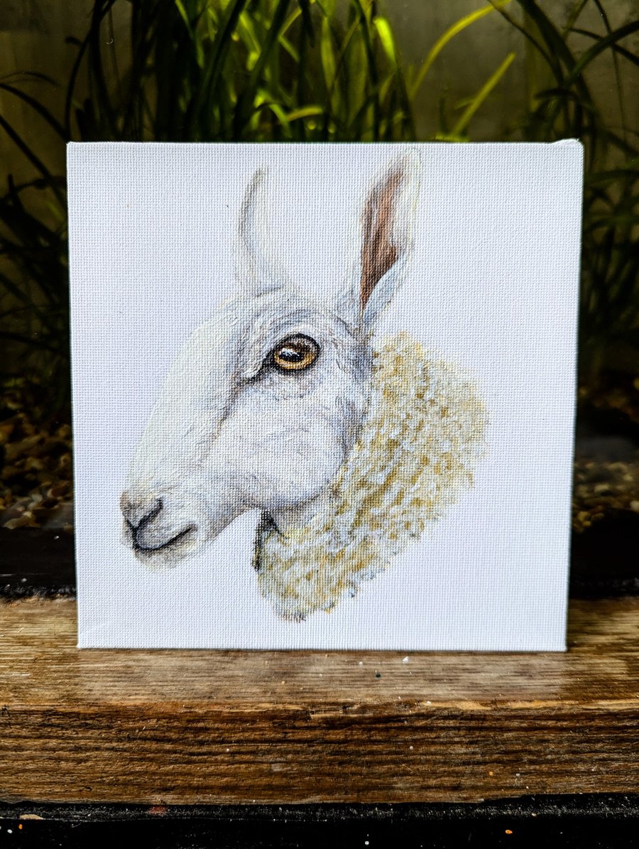 Border Leicester Ewe Acrylic Portrait Painting 