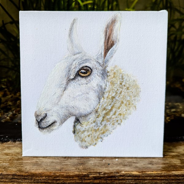 Border Leicester Ewe Acrylic Portrait Painting 