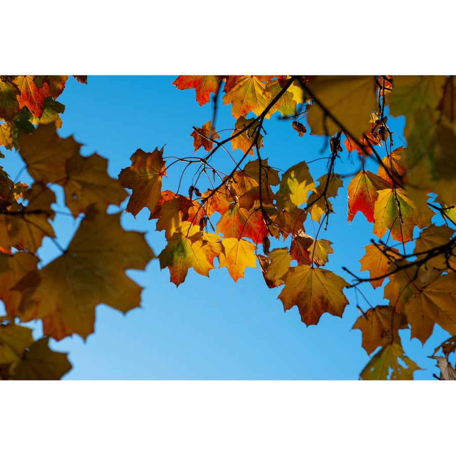 Photographic Print -Sycamore Leaves in Autumn