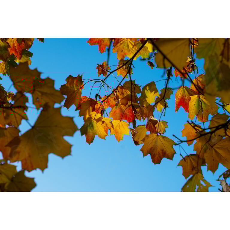 Photographic Print -Sycamore Leaves in Autumn