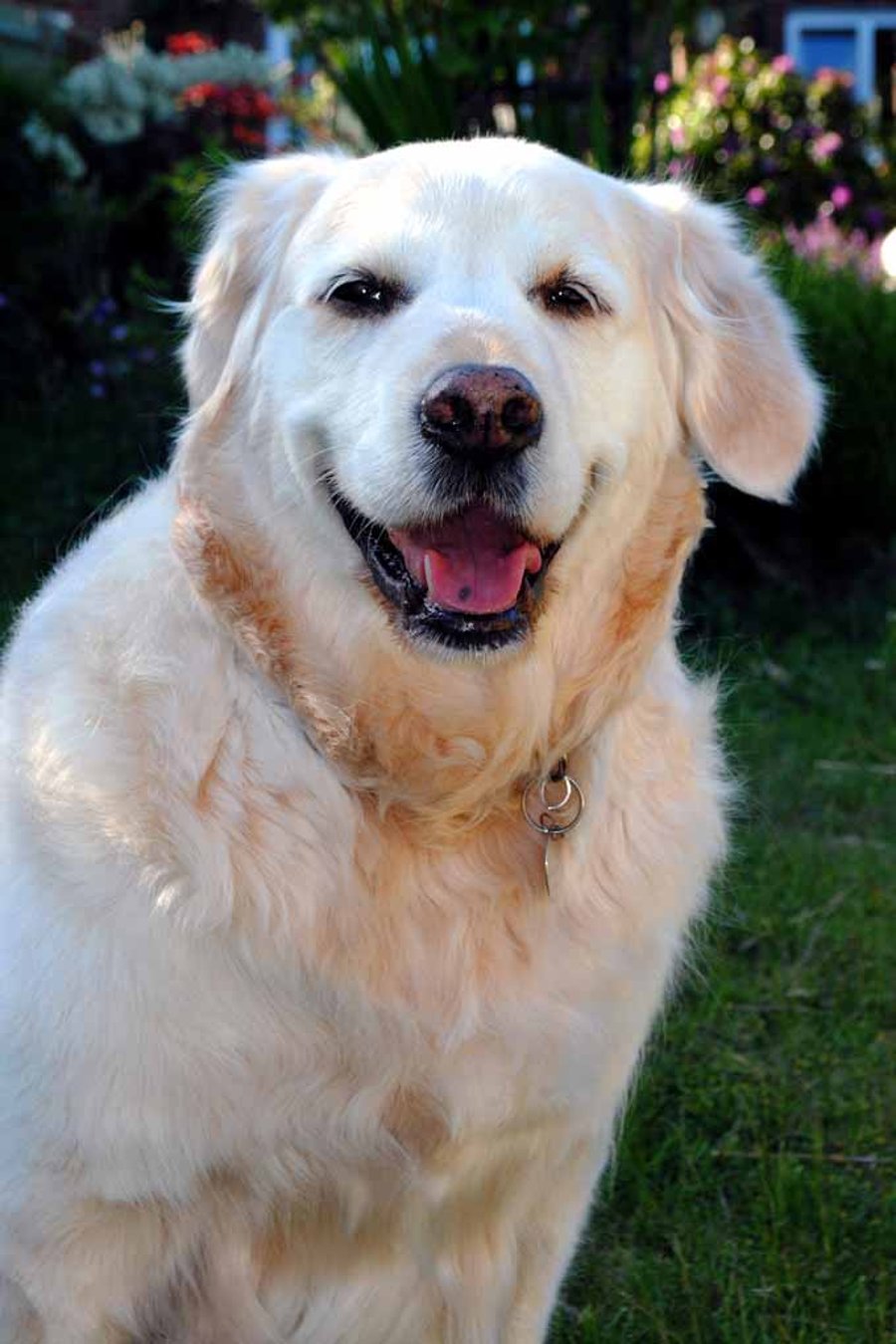 Golden Retriever Dog Portrait Photograph Print