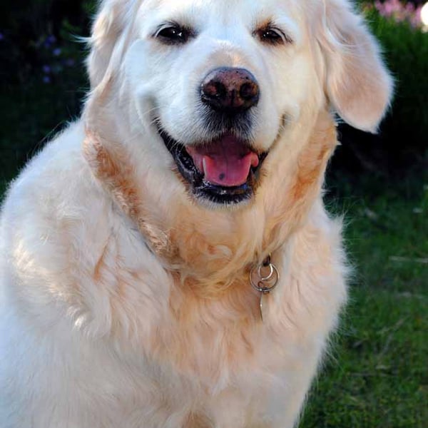 Golden Retriever Dog Portrait Photograph Print