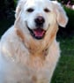 Golden Retriever Dog Portrait Photograph Print - Image 1