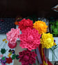 Dahlia - Image 5